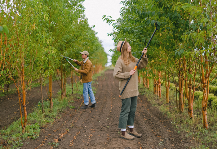 5 Tree Care And Maintenance Tips