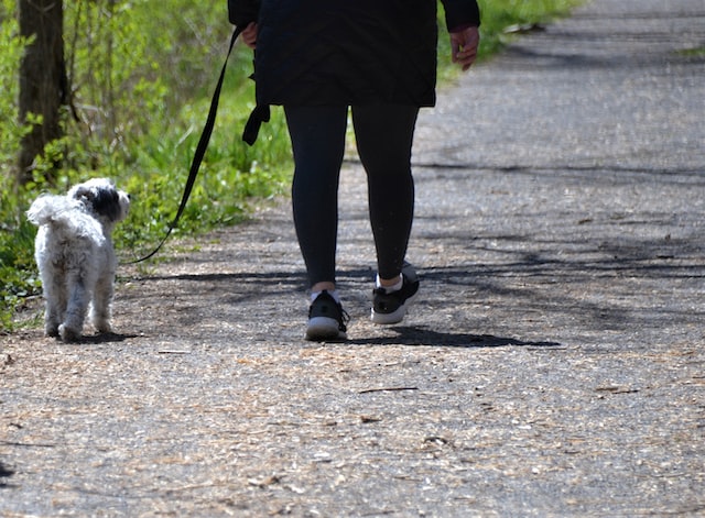 4 Tips on Finding a Great Dog Walker