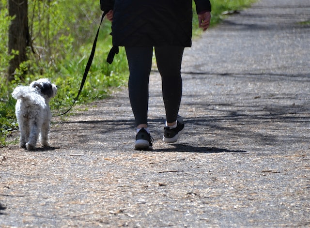 White puppy running behind a dog walker